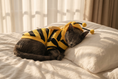 Load image into Gallery viewer, Grey British Shorthair cat asleep on a white pillow wearing the bumblebee hoodie with hood and antennae