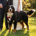 Load image into Gallery viewer, Bernese Mountain Dog standing on grass beside bride and groom at an outdoor wedding, wearing the PAWSE black dog tuxedo