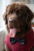 Load image into Gallery viewer, Burgundy Dog Tuxedo — lifestyle photo