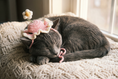 Load image into Gallery viewer, Daisy Heart Collar — lifestyle photo
