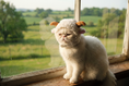 Load image into Gallery viewer, Sheep Horned Hood — lifestyle photo