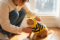 Load image into Gallery viewer, Owner gently adjusting the bee hoodie hood on a ginger tabby cat in a sunlit room
