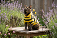 Load image into Gallery viewer, Tortoiseshell cat in the bumblebee hoodie sitting on a wooden bench in a lavender garden
