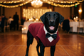 Load image into Gallery viewer, Burgundy Dog Tuxedo — lifestyle photo
