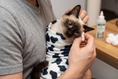 Load image into Gallery viewer, Cow Print Grooming Wrap — lifestyle photo
