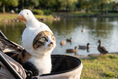 Load image into Gallery viewer, Duck Plush Hood — lifestyle photo
