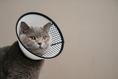 Load image into Gallery viewer, Soft Recovery Cone — lifestyle photo
