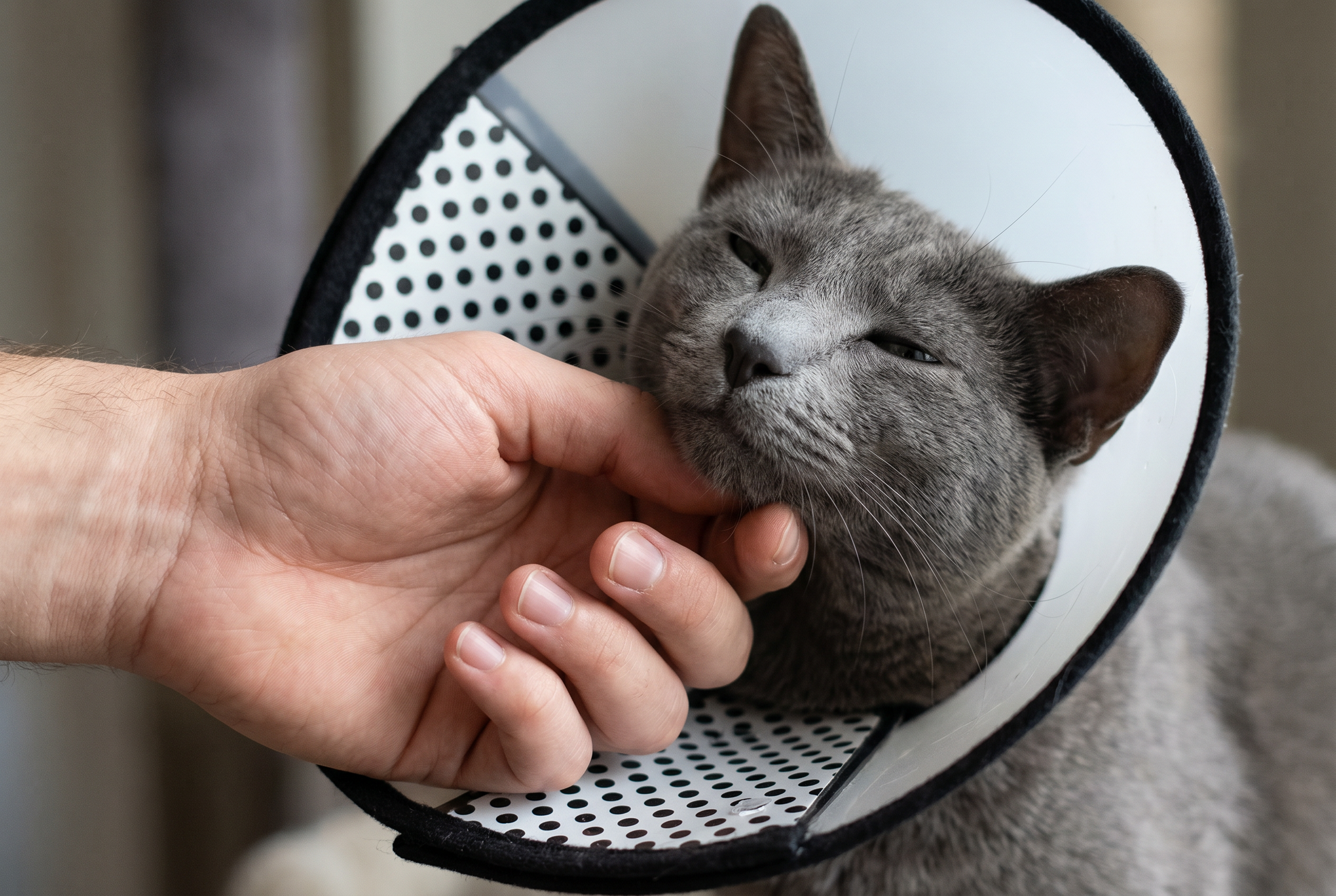 Soft Recovery Cone — lifestyle photo