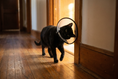 Load image into Gallery viewer, Soft Recovery Cone — lifestyle photo
