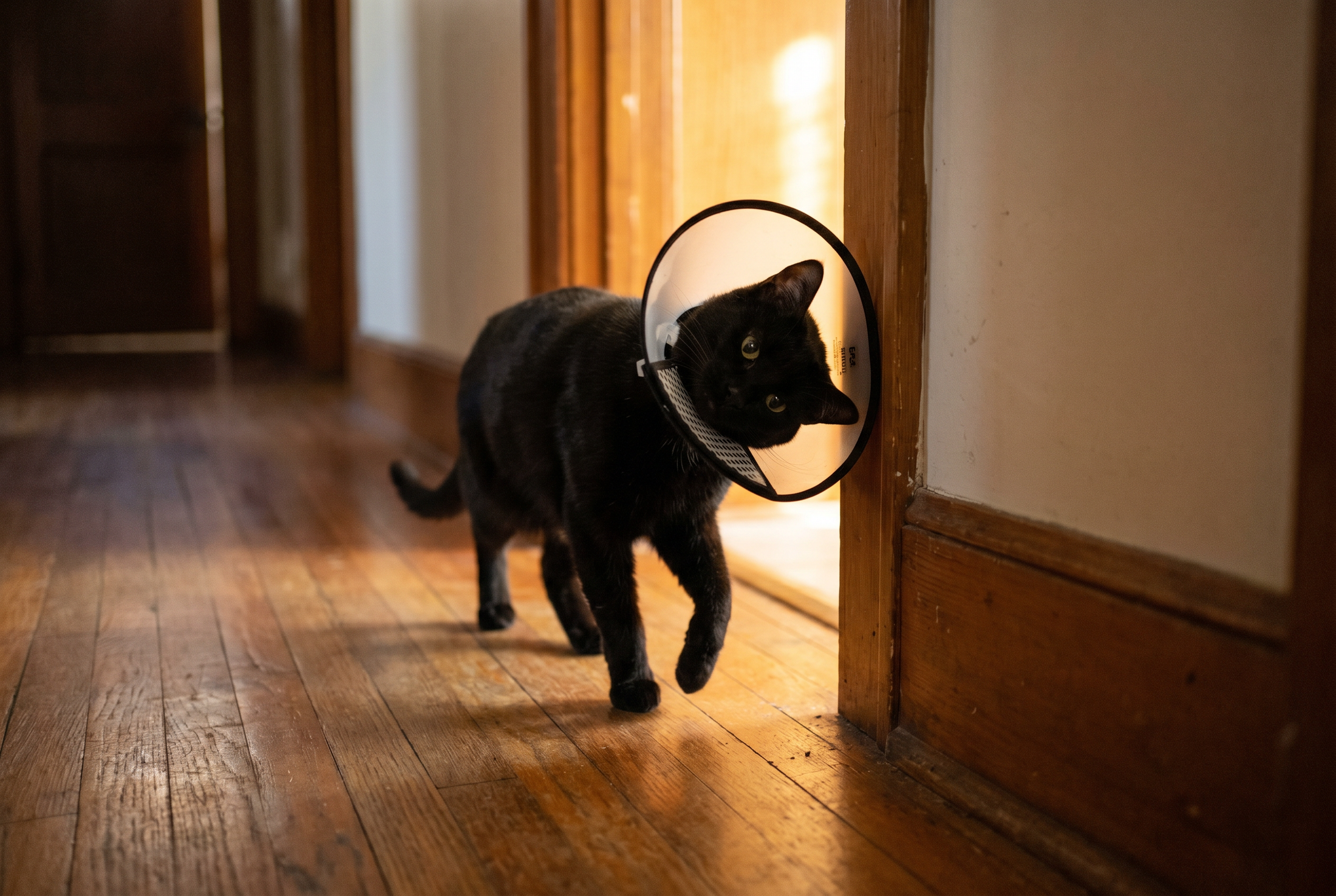 Soft Recovery Cone — lifestyle photo